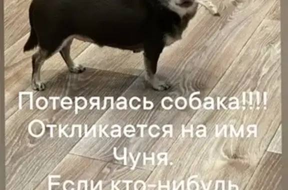 Пропала собака, ул. Бабарынка, 7, Тюмень