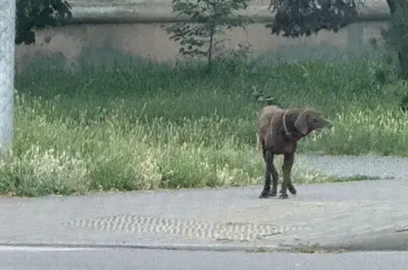 Найдена собака, Майкоп, фото: Собака найдена: Калинина 210Б/3, Майкоп