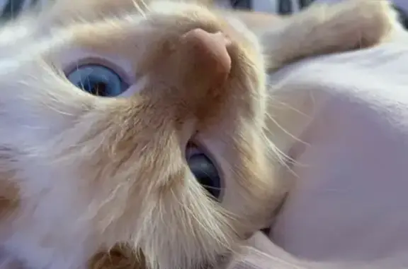 Кошки потеряшки, Новоузенск, фото: Потеряшка кошка, ул. 30 лет Победы, Новоузенск