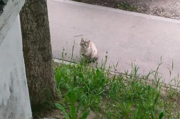 Кошка найдена: пр. Космонавтов, 26, Ухта