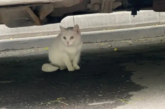 Найдена кошка, Москва, фото: Кошка найдена у Нагатинская наб., 40/1