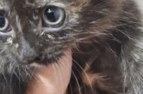 Найдена кошка, Пенза, фото: Найден котенок, ул. Мира, 2, Пенза