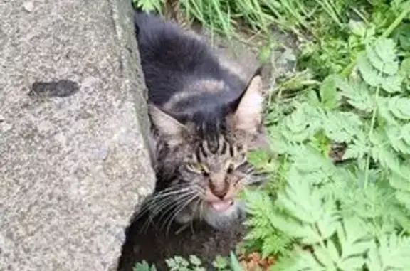 Найдена кошка, Апатиты, фото: Кошка найдена: ул. Козлова, Апатиты