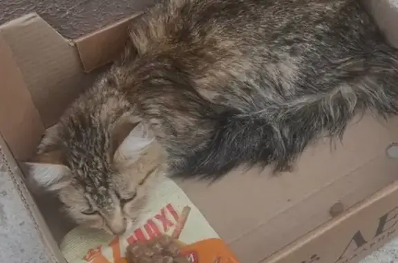 Кошка найдена: ул. Холмогорова, 76, Ижевск