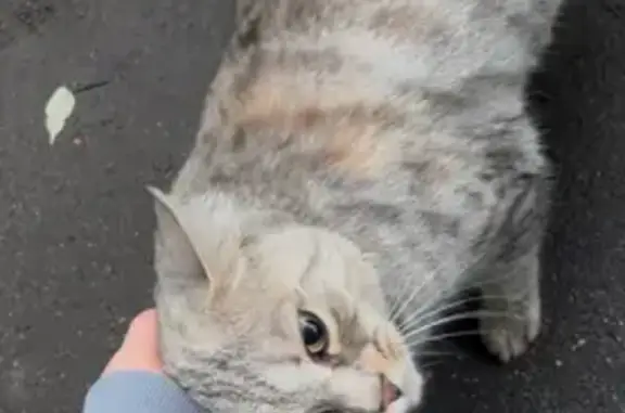 Объявления о пропавших и найденных животных, Москва, фото: Кошка у подъезда, Белозерская 1А, Москва