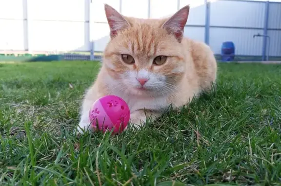 Кошки потеряшки, Волгодонск, фото: Потеряшка кошка, Вокзальный пер., Волгодонск