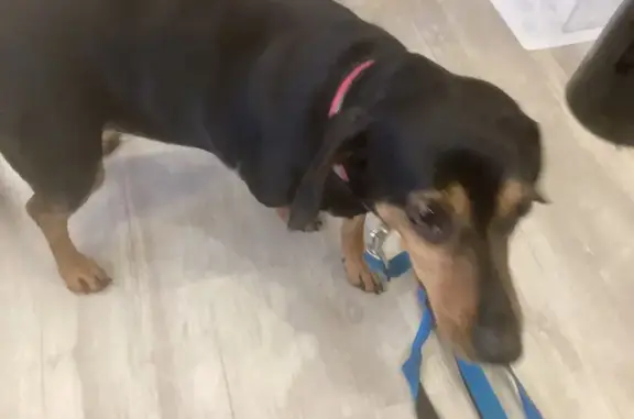 Такса найдена, Коммунальная 8, Калининград