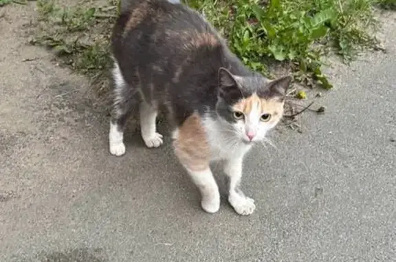 Найденные животные Петрозаводск, фото: Кошка найдена: Советская 31, Петрозаводск