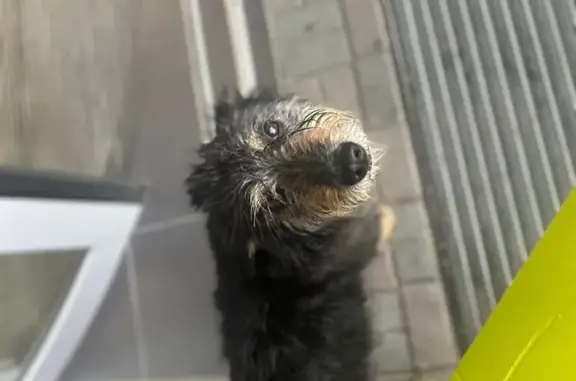 Собака найдена у ТРК Горки, Челябинск