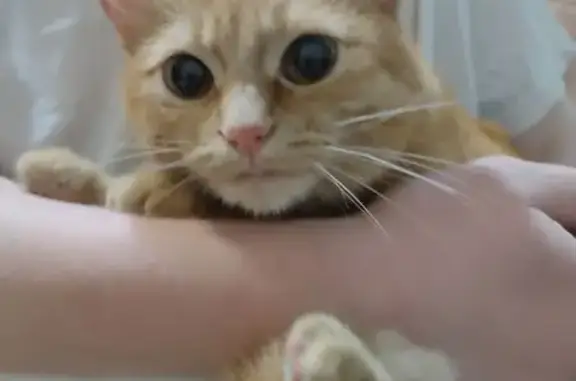 Рыжая кошка найдена на ул. Титова, Волгоград