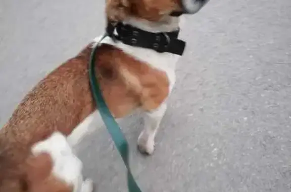 Собака найдена в СНТ Кировец, Воронеж