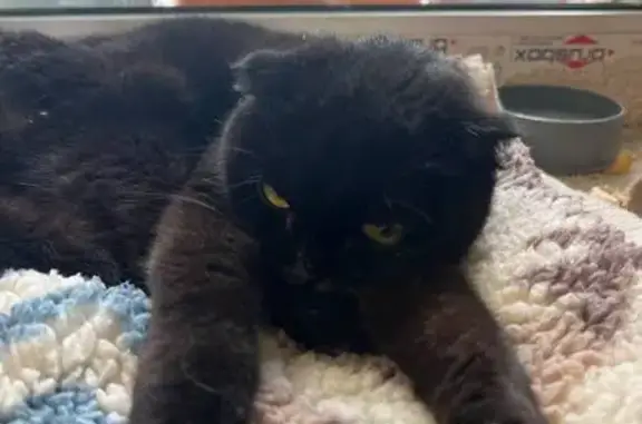 Кошка найдена, 4-й Чернышёвский пр., 6Б