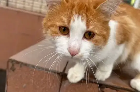 Кошка у диспансера, Яблочкова 1А, Тула