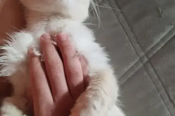 Пропала кошка, ул. Головатого, 8, Краснодар
