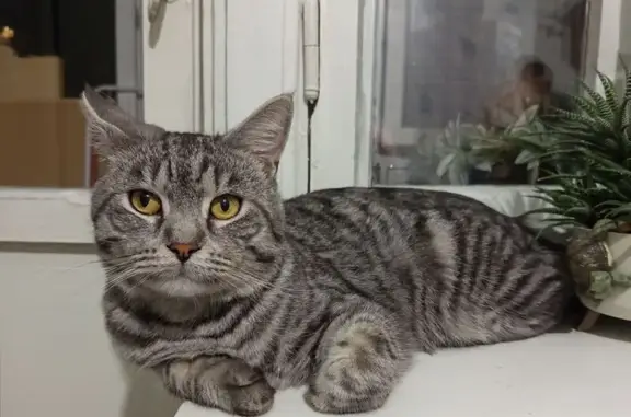 Найдена кошка, Саратов, фото: Найден кот на ул. Куприянова, 16