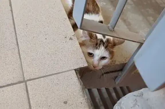 Кошка найдена: Мельникайте, 2 к10, Тюмень