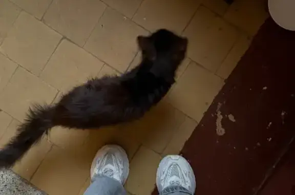 Кошка найдена: Московский пр., 192-194