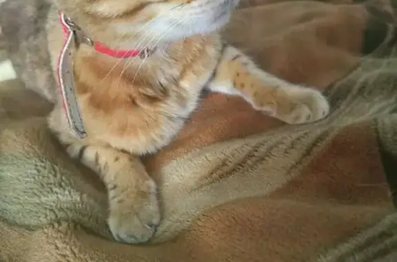 Бенгальская кошка найдена ул. Зои Космодемьянской