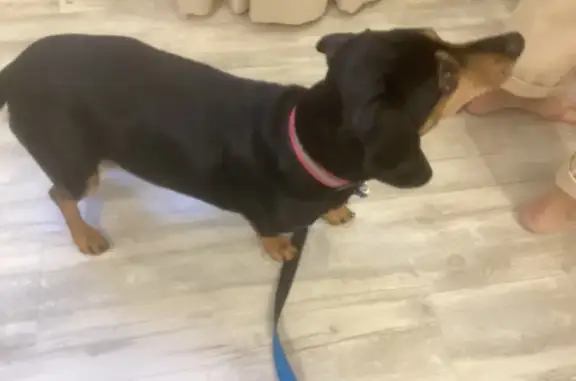 Такса найдена: ул. Чапаева, 2, Калининград