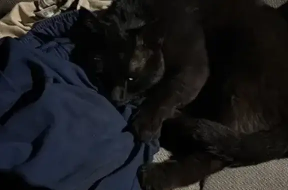 Кошка найдена: Аделя Кутуя, 106А, Казань