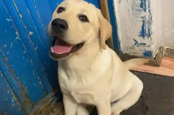 Лабрадор найден: Диспетчерская 33Б, Ульяновск