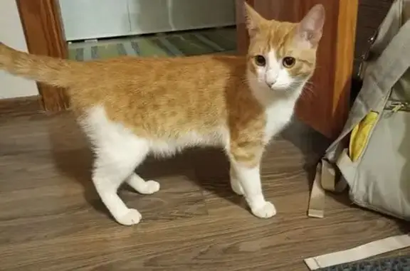 Кошка найдена: ул. А. Кутуя, 54, Казань