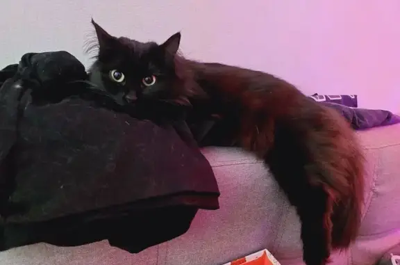 Кошки потеряшки, Москва, фото: Потеряшка кошка, Большая Филёвская 55 к1