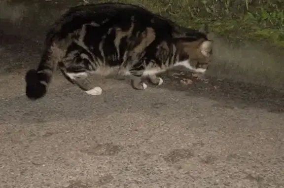 Найдена кошка, Минск, фото: Кошка найдена: ул. Васнецова, 15Б, Минск