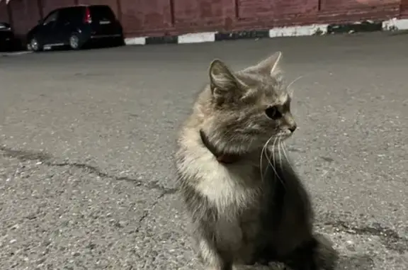 Найдена кошка, Москва, фото: Найдена кошка, Каширское шоссе, 13 к2