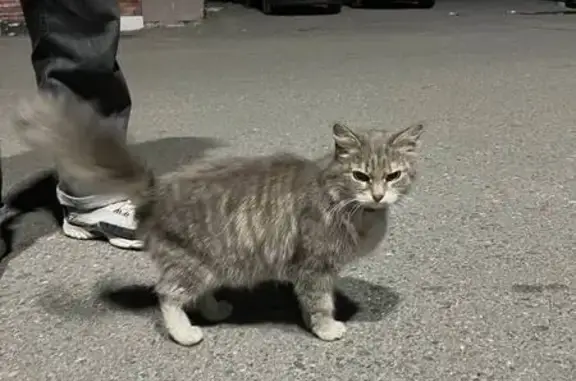 Найдена кошка, Москва, фото: Кошка найдена: Хлебозаводский пр., 7А