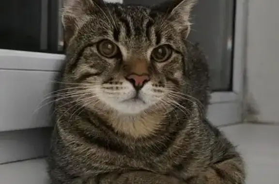 Пропала кошка, Карла Маркса 78, Динская