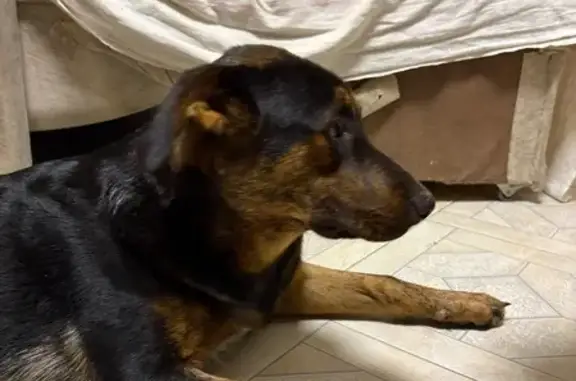 Найдена собака, Ростов-на-Дону, фото: Собака найдена у подъезда Стабильная 7