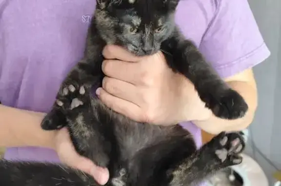 Кошка найдена, Придорожная ул, 1 к1, Началово