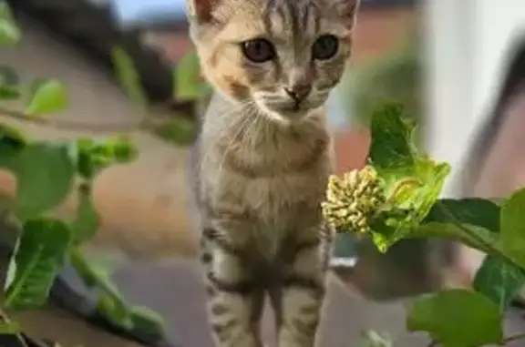 Кошка найдена: Андреевская 37, Тамбов