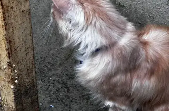 Найдена кошка, Ставрополь, фото: Кошка найдена: ул. М. Морозова, 4, Ставрополь