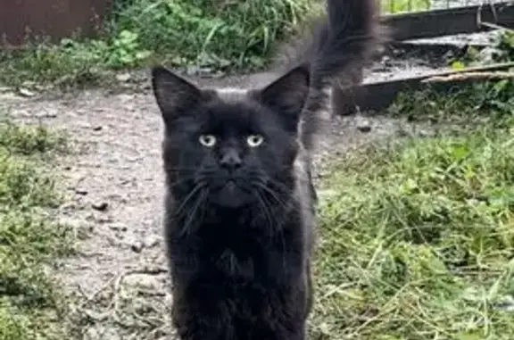 Пропала кошка, ул. Прокопчика, 8, Шарыпово