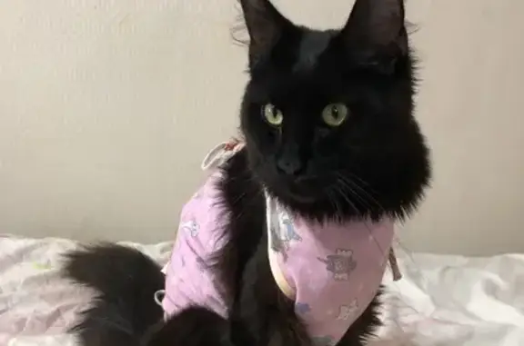 Найдена кошка, Зеленогорск (Красноярский край), фото: Пропала кошка, Бортникова 36, Зеленогорск