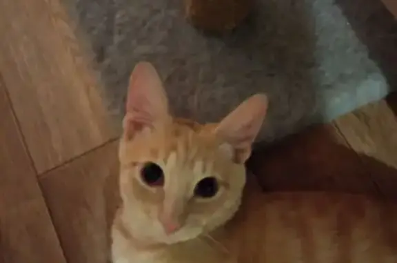 Пропала кошка, ул. Правды, 20, Дубна