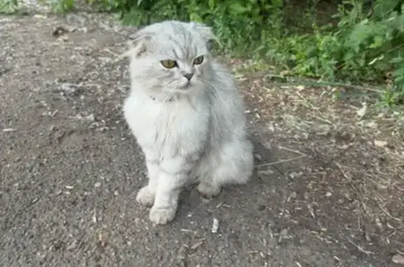 Найдена кошка на 49/22, Набережные Челны