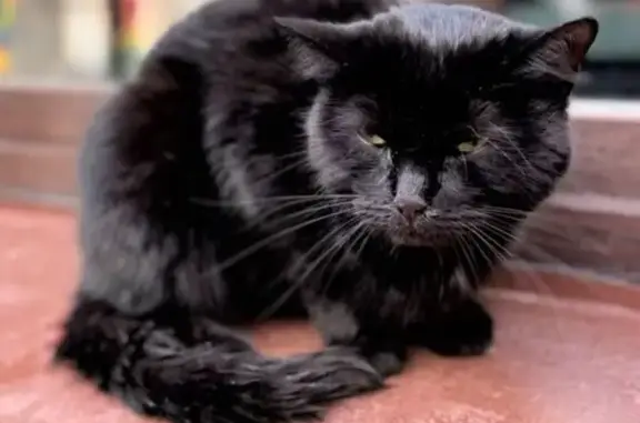 Кошка найдена: Пушкинская ул. 16, СПб