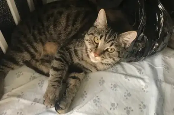 Пропала кошка, ул. Дунаевского, 15, Нск