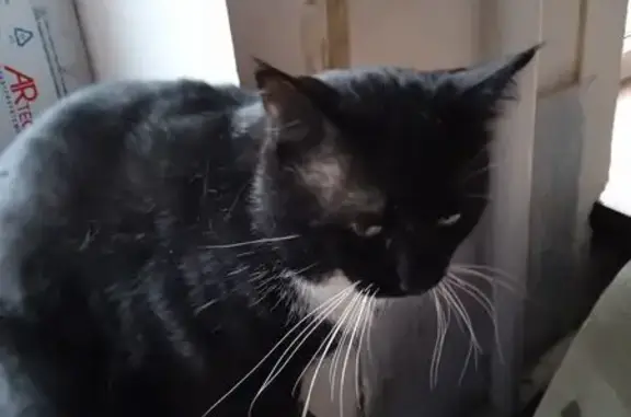 Кошки потеряшки, Новороссийск, фото: Потеряшка кошка, Дзержинского 5, Новороссийск