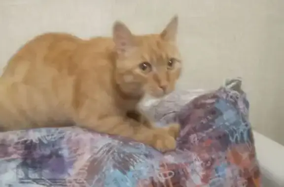 Найдена рыжая кошка, Дзержинского 93Б