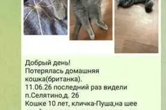 Пропала кошка, МО, срочно!