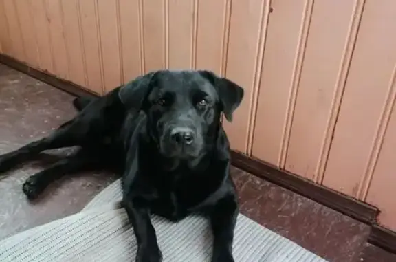 Лабрадор найден в Вологодской области