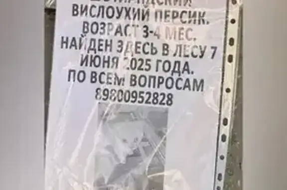 Найдена кошка, Люберцы, фото: Найден вислоухий котёнок, Тураевское шоссе