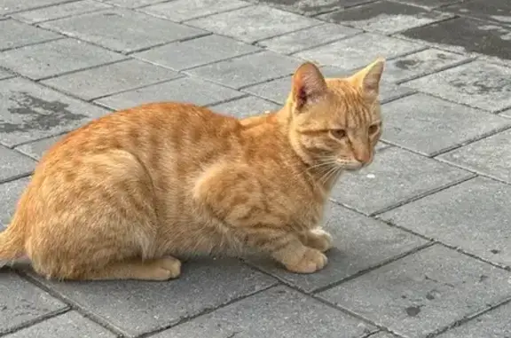 Найдена кошка, Уфа, фото: Кошка найдена на Сагита Агиша, 19, Уфа