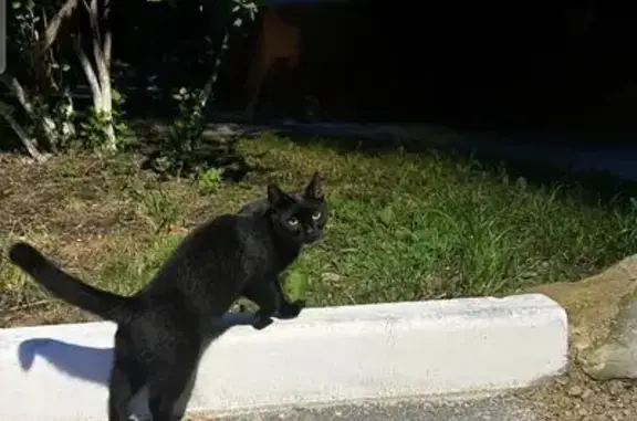 Кошка найдена у дома 14, ул. Н. Фёдорова