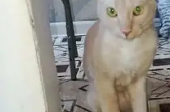 Пропала кошка, ул. Тухачевского