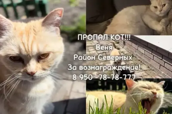 Пропала кошка, 8-я Северная, 221, Омск